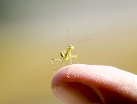 Larva of the mantis. Nymph mantis, Growing insect. Mantis on the hand of man.