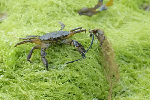 Common shore crab, also known as the european green crab, Carcinus maenas, stands on green seaweed wielding seaweed in its left claw.