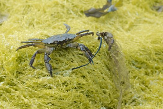 Common shore crab, also known as the european green crab, Carcinus maenas, stands on yellow seaweed wielding seaweed in its left claw.