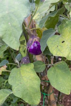 growing eggplants in their plant used for side dishes