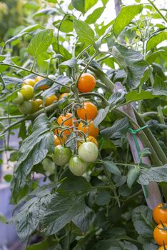 tomatoes for food use during growth usually used to season salad and more