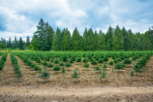 Planting stock of pine trees at the road