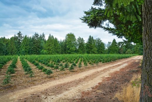 Planting stock of pine trees at the road