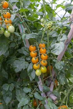 tomatoes for food use during growth usually used to season salad and more