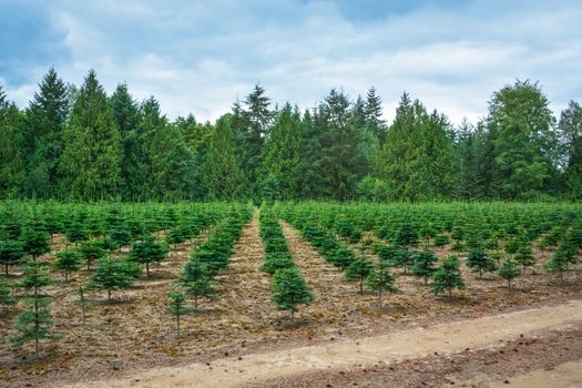 Planting stock of pine trees at the road