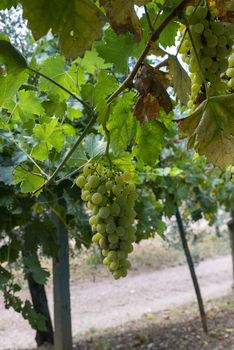 bunches of white table grapes ready for harvest