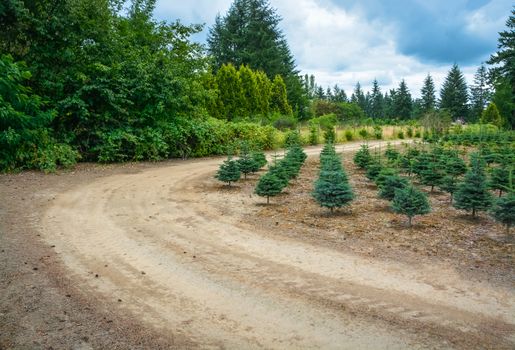 Planting stock of pine trees at the road