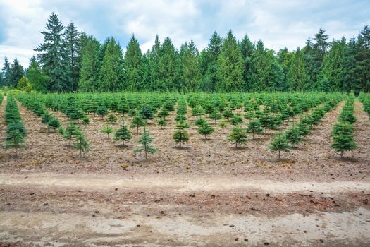 Planting stock of pine trees at the road
