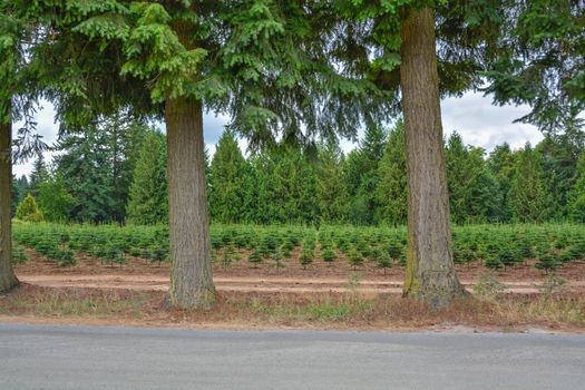 Tree farm field with planting stock at the road