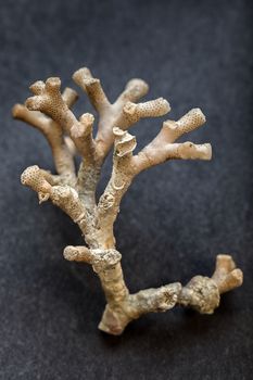 Large coral isolated on dark background closeup photo