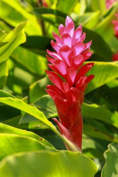 Red Ginger flower growing near to the mayan city of Palenque. Alpinia purpurata, red ginger, also called ostrich plume and pink cone ginger.