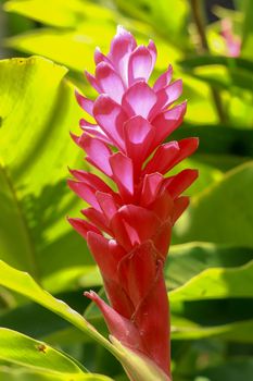 Red Ginger flower growing near to the mayan city of Palenque. Alpinia purpurata, red ginger, also called ostrich plume and pink cone ginger.