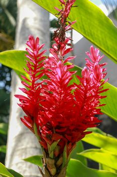 Red Ginger flower growing near to the mayan city of Palenque. Alpinia purpurata, red ginger, also called ostrich plume and pink cone ginger.