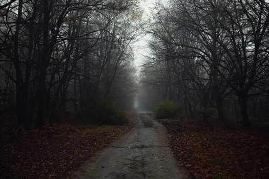 Dark abandoned road in the forest angle shot