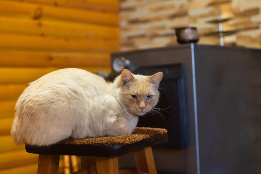 Cat resting indoors on chair closeup photo