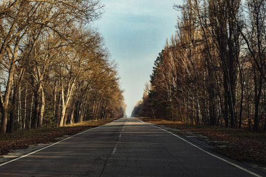 Forest reclaiming the Zone, in Chernobyl, Pripyat