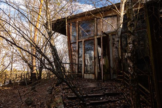 Forest reclaiming the Zone, in Chernobyl, Pripyat