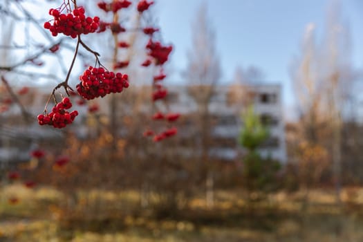Close up of red berries with blurry background