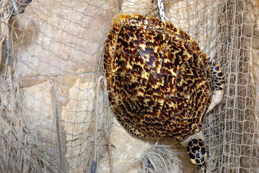 Dead turtle entangled in fishing nets close up photo