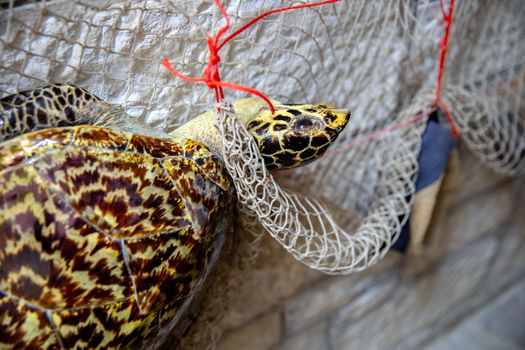 Dead turtle in fishing net closeup photo