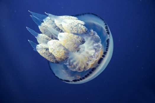 Medusa in water