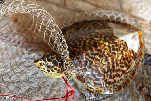 Dead turtle in fishing net closeup photo