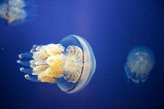 Medusa in water