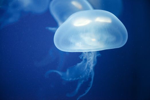 Large jellyfish underwater in deep blue sea