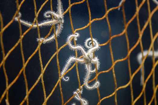 Some glowing starfish cought in fishers net