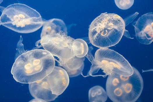 Large amount of jelly fish floating in deep blue water