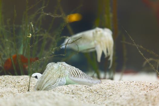 The Common Cuttlefish in clean water close up photo