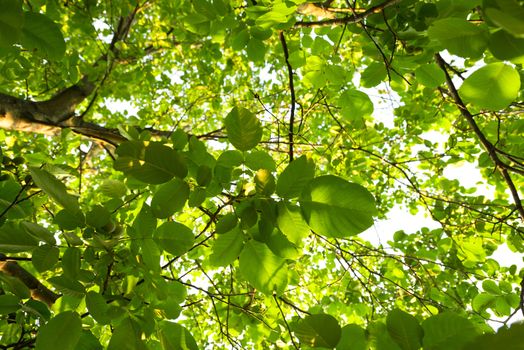 Green leaves of a tree in vibrant sunlight