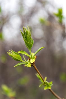 Small green leaves at spring closeup photo