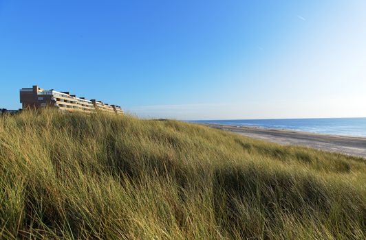 Tall grass growing on the coast as background