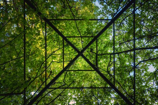 Plants growing on steel frame in garden closeup photo