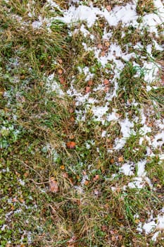 first snow laying over green grass and autumnal leaves in perspective view with one rotten apple