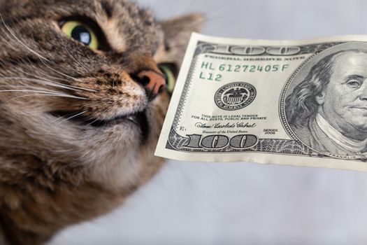 grey tabby cat sniffing a hundred dollar banknote close-up with selective focus
