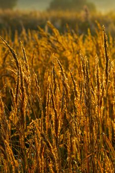 Golden dry long Stipa tenacissima or ssparto feather grass at autumn morning with selective focus and boke blur.