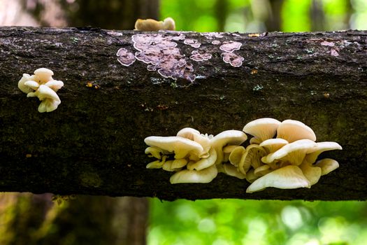 White oyster mushrooms group on horizontal black log in summer forest closeup with selective focus and boke blur.