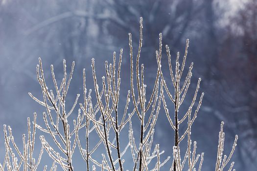 thin long willow branches under frost telephoto with selective focus and bokeh blur at daylight