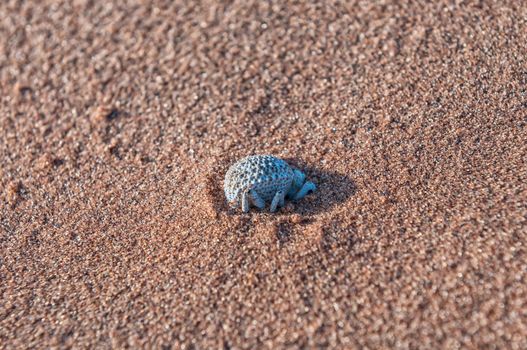 An insect in the sand of a dune at Sossusvlei