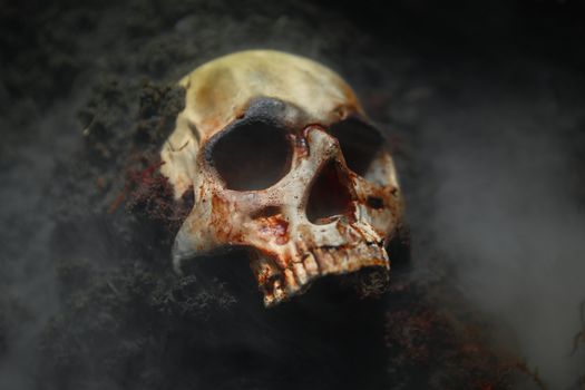 Human skull on the wet soild with smoke flowing closeup