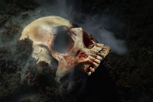 Decaying skull in the soil closeup photo