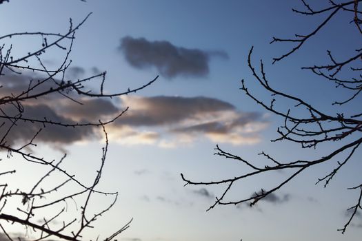 Branch of trees against evening sky as nature background