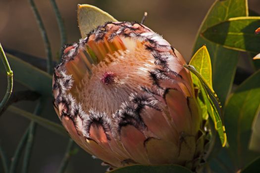 The Protea flower is not a flower, but a flower head or inflorescence, made up of many individual flowers grouped together on a rounded base or receptacle. What looks like the 'petals' of the protea 'flower' are modified leaves known as floral or involucral bracts.