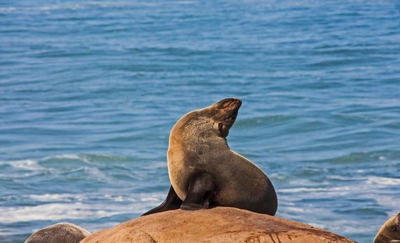 Cape Fur Seal (Arctocephalus pusillus), also known as Brown Fur Seal, on the Atlantic Coast of South Africa in the Namaqua National Park.