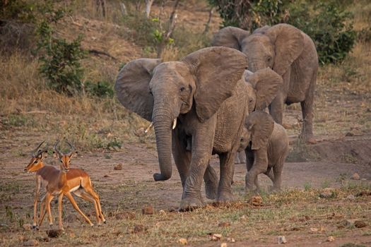 A group of African Elephants (Loxodonta africana) chasing two Impala rams (Aepyceros melampus) at a water hole in Kruger National Park. South Africa.