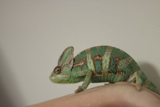 Veiled chameleon (chamaeleo calyptratus) close-up.