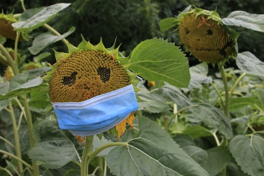 sunflower with a mash on it. concept of coronavirus and social distancing. High quality photo