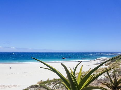 Camps Bay Beach behind palm trees in Cape Town.